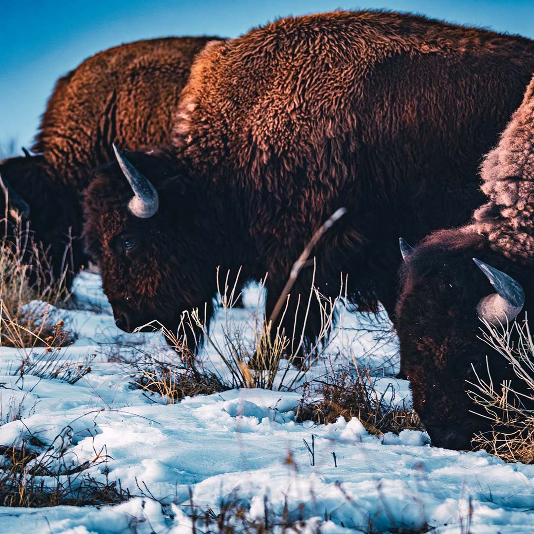 American Bison