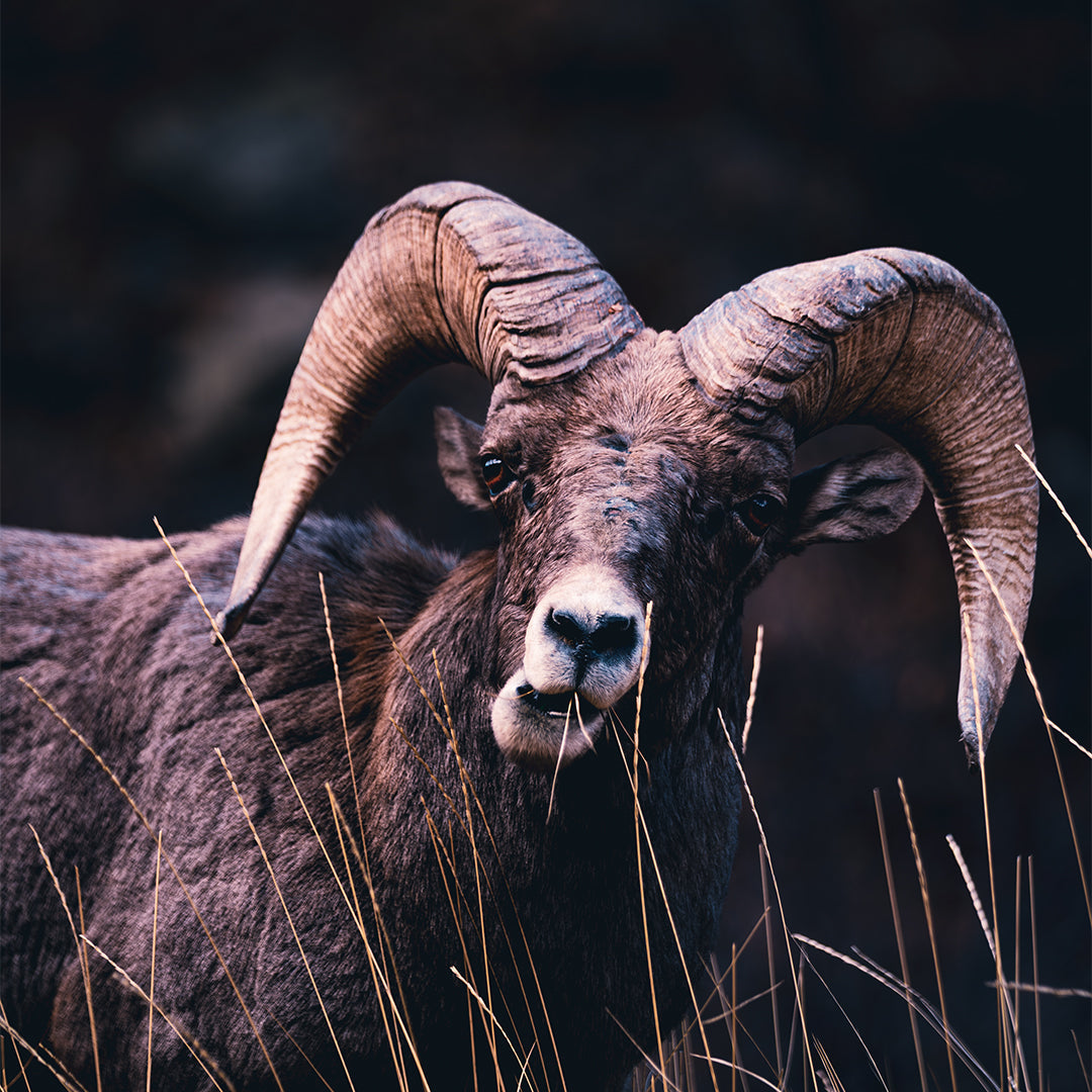 Big Horn Sheep