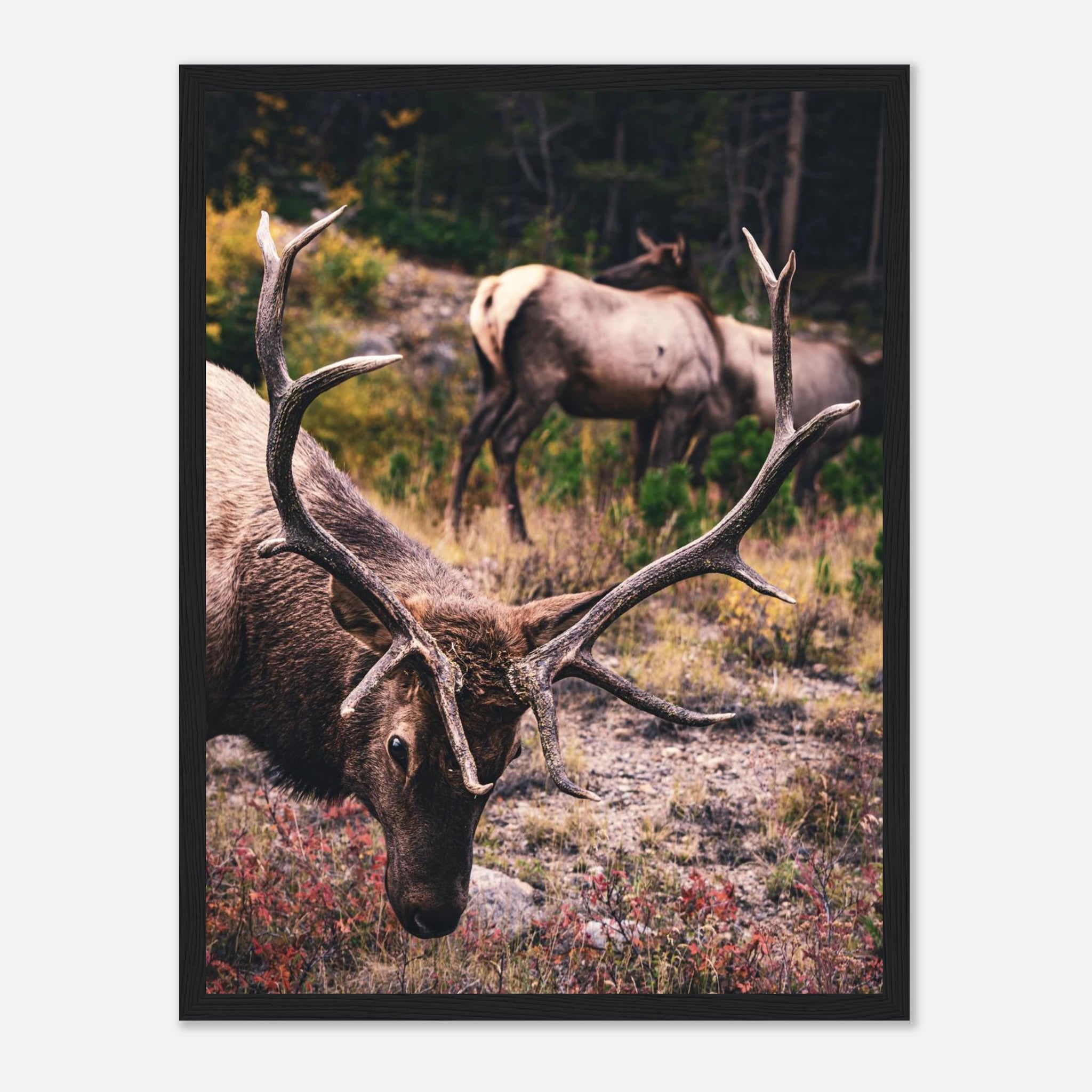 0ad55115-4cb1-4365-8cd5-a21ffd937714