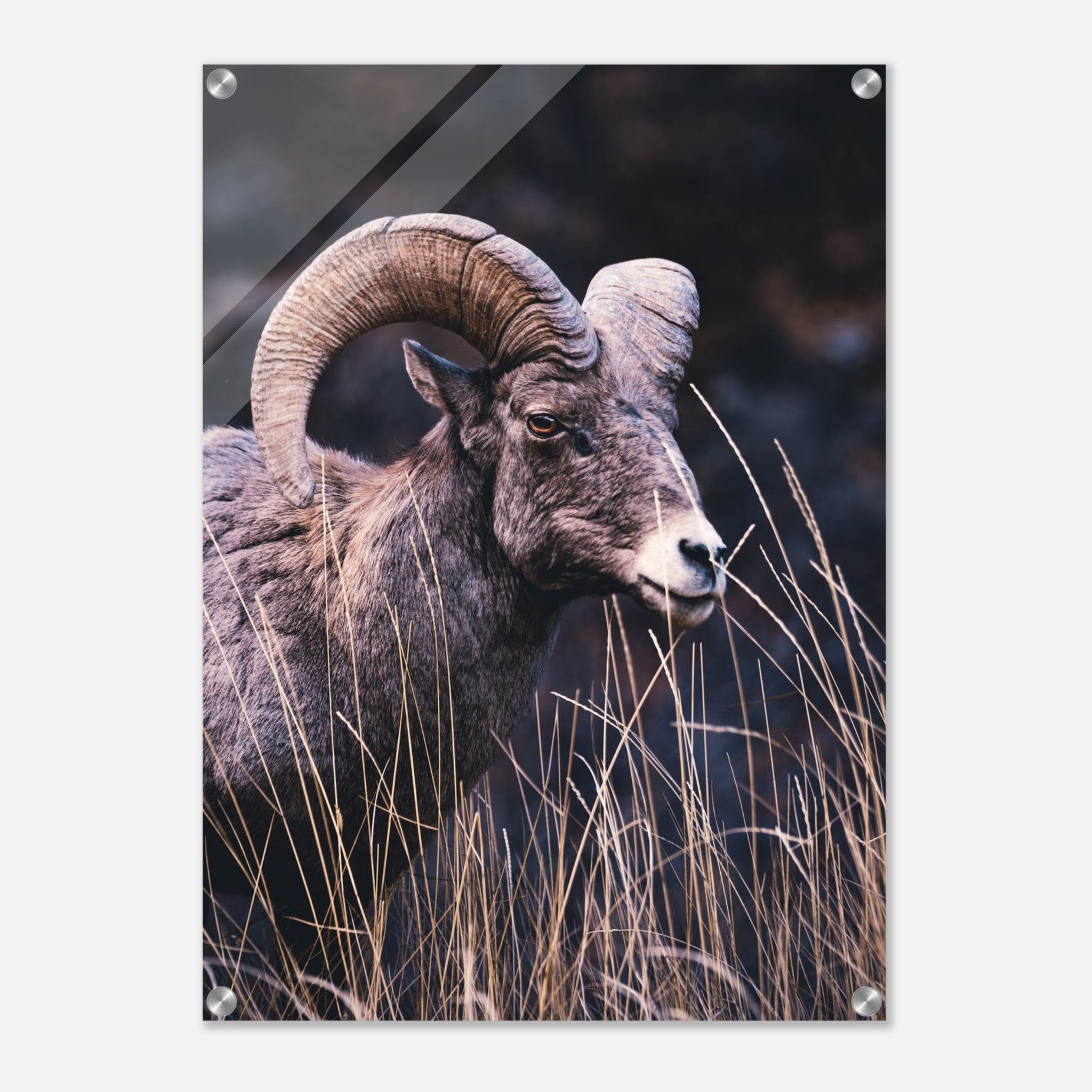 103c5721-69af-46e1-8137-5844bbac6418