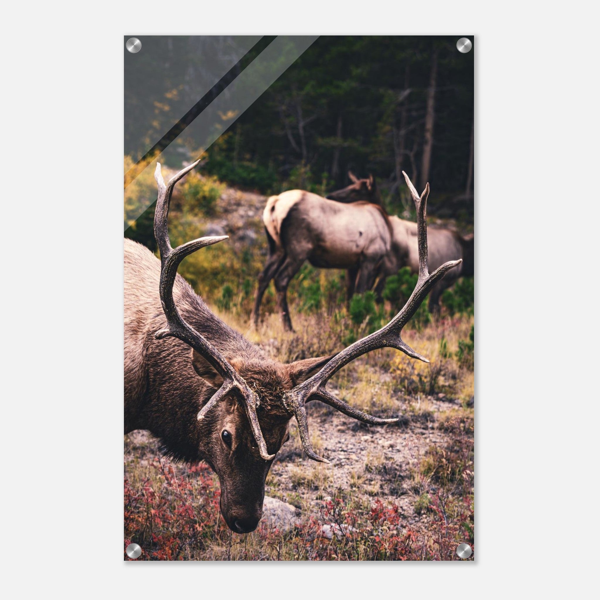 443a96cf-860b-4aef-8262-125f2388fdf7