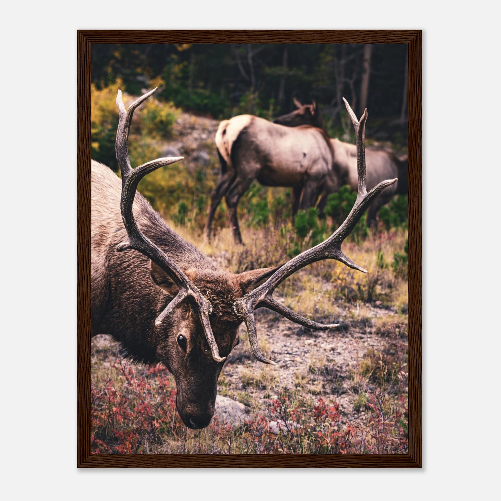 6e5ad342-452a-4683-bb39-b923d5a106bd