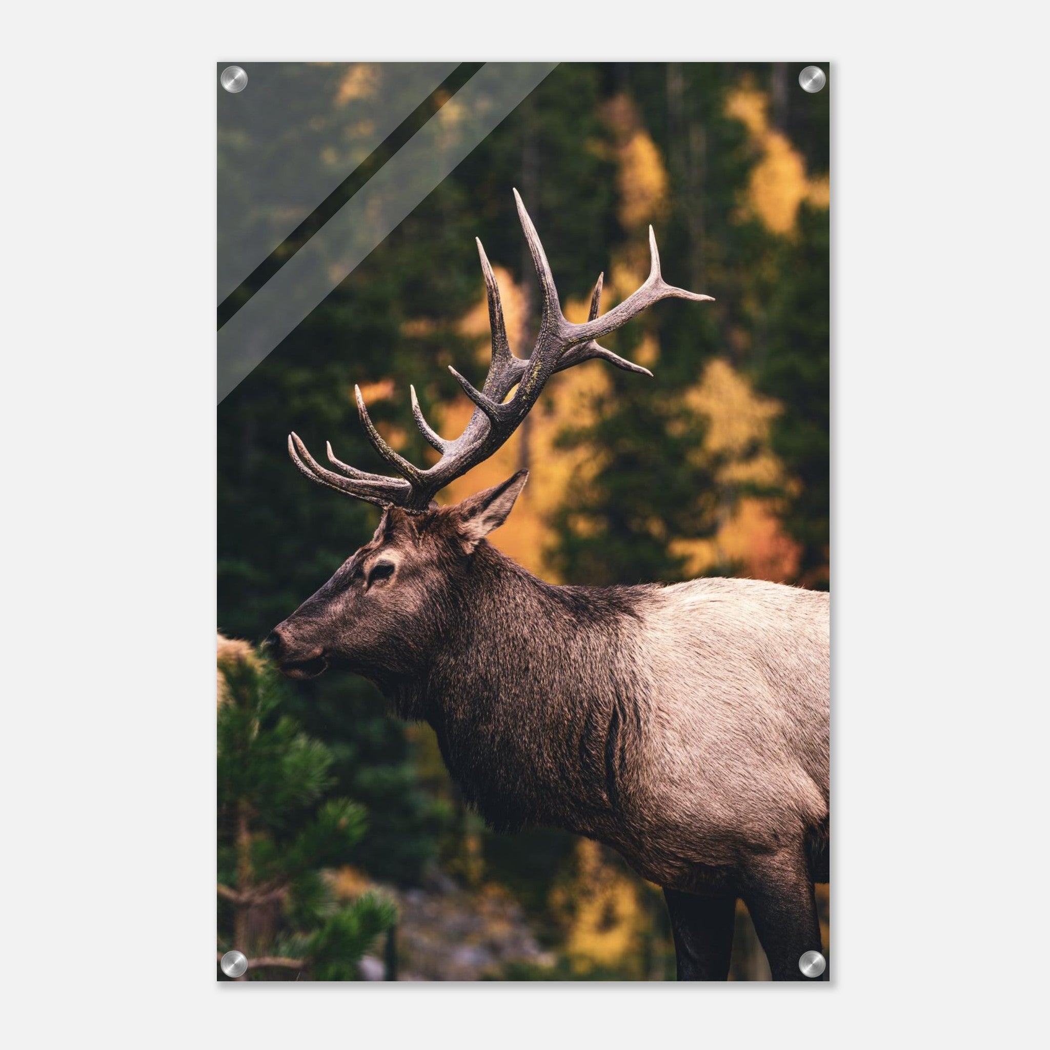 950e3d93-e546-4eed-be69-c29569a5f724