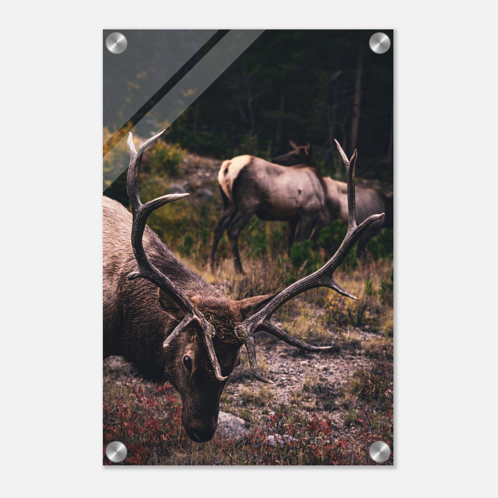 e39106b0-399e-403e-8b3c-4282c841b791