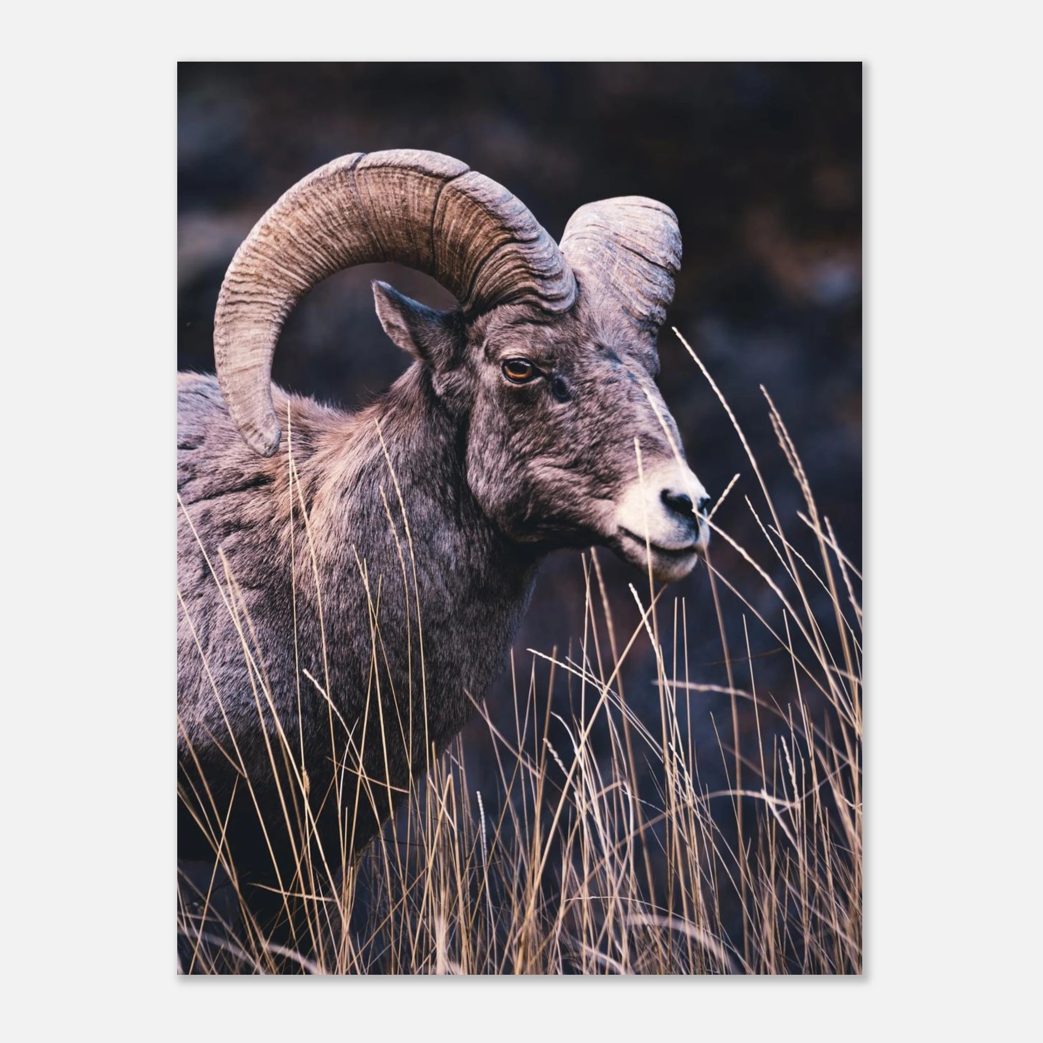 ef7226bb-4f1b-4c93-9092-61a18ec56517